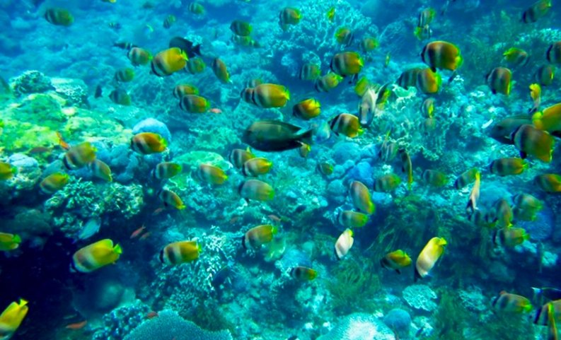 wall point, nusa penida